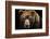 Front View of Brown Bear Isolated on Black Background. Portrait of Kamchatka Bear (Ursus Arctos Ber-Lubos Chlubny-Framed Photographic Print