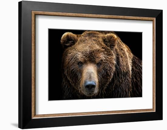 Front View of Brown Bear Isolated on Black Background. Portrait of Kamchatka Bear (Ursus Arctos Ber-Lubos Chlubny-Framed Photographic Print