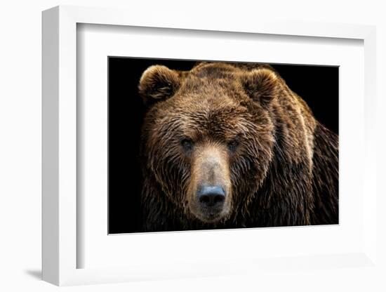 Front View of Brown Bear Isolated on Black Background. Portrait of Kamchatka Bear (Ursus Arctos Ber-Lubos Chlubny-Framed Photographic Print