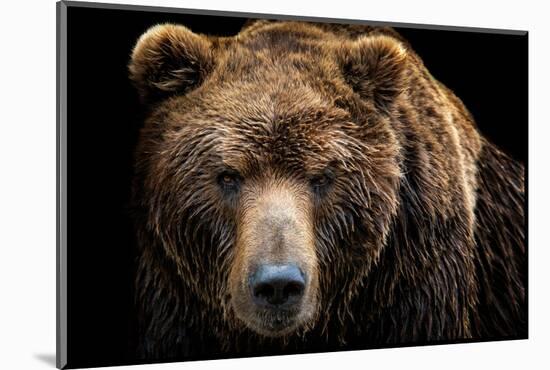 Front View of Brown Bear Isolated on Black Background. Portrait of Kamchatka Bear (Ursus Arctos Ber-Lubos Chlubny-Mounted Photographic Print