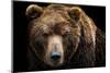 Front View of Brown Bear Isolated on Black Background. Portrait of Kamchatka Bear (Ursus Arctos Ber-Lubos Chlubny-Mounted Photographic Print