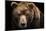 Front View of Brown Bear Isolated on Black Background. Portrait of Kamchatka Bear (Ursus Arctos Ber-Lubos Chlubny-Mounted Photographic Print