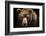 Front View of Brown Bear Isolated on Black Background. Portrait of Kamchatka Bear (Ursus Arctos Ber-Lubos Chlubny-Framed Photographic Print