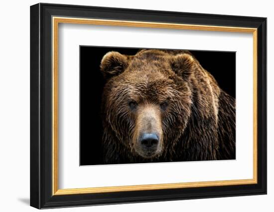 Front View of Brown Bear Isolated on Black Background. Portrait of Kamchatka Bear (Ursus Arctos Ber-Lubos Chlubny-Framed Photographic Print