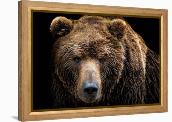 Front View of Brown Bear Isolated on Black Background. Portrait of Kamchatka Bear (Ursus Arctos Ber-Lubos Chlubny-Framed Premier Image Canvas