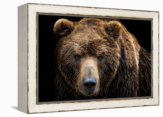 Front View of Brown Bear Isolated on Black Background. Portrait of Kamchatka Bear (Ursus Arctos Ber-Lubos Chlubny-Framed Premier Image Canvas