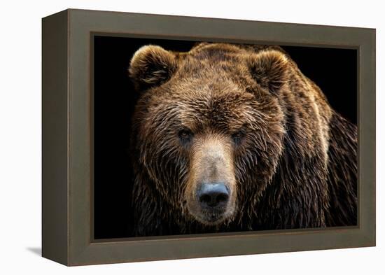 Front View of Brown Bear Isolated on Black Background. Portrait of Kamchatka Bear (Ursus Arctos Ber-Lubos Chlubny-Framed Premier Image Canvas