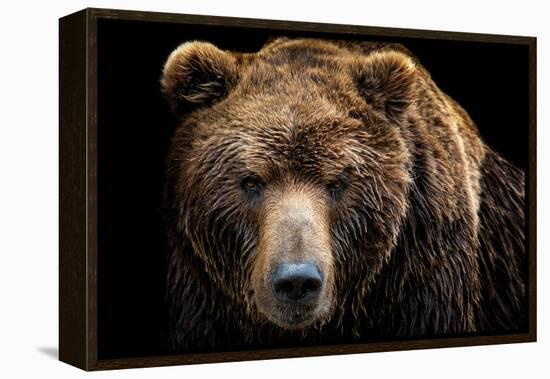 Front View of Brown Bear Isolated on Black Background. Portrait of Kamchatka Bear (Ursus Arctos Ber-Lubos Chlubny-Framed Premier Image Canvas