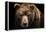 Front View of Brown Bear Isolated on Black Background. Portrait of Kamchatka Bear (Ursus Arctos Ber-Lubos Chlubny-Framed Premier Image Canvas