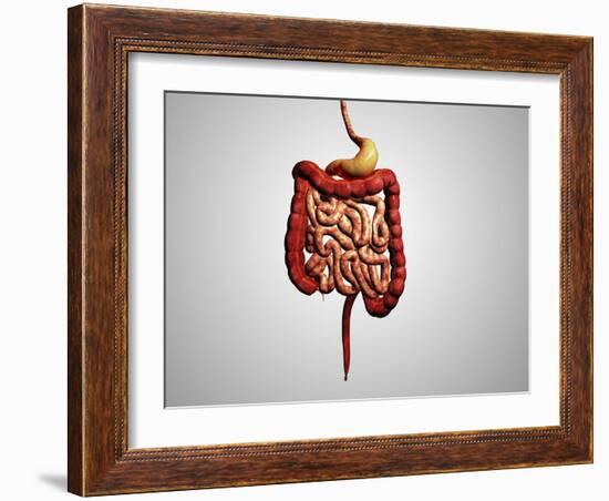 Front View of Human Digestive System-null-Framed Art Print