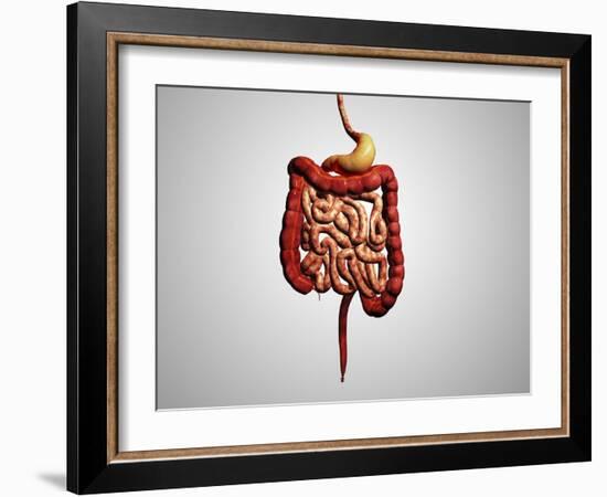 Front View of Human Digestive System-null-Framed Art Print