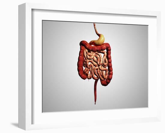 Front View of Human Digestive System-null-Framed Art Print
