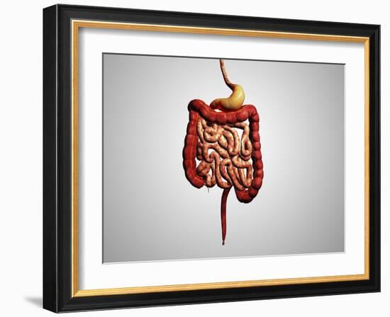 Front View of Human Digestive System-null-Framed Art Print