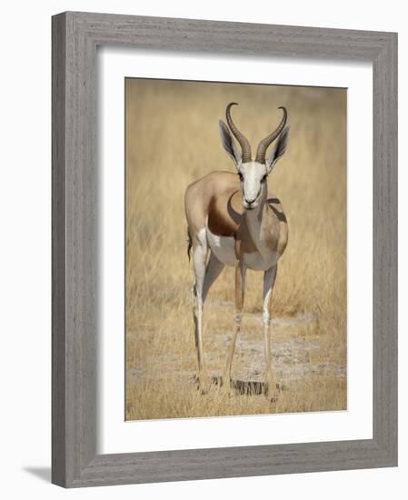 Front View of Standing Springbok, Etosha National Park, Namibia, Africa-Wendy Kaveney-Framed Photographic Print