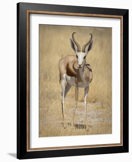 Front View of Standing Springbok, Etosha National Park, Namibia, Africa-Wendy Kaveney-Framed Photographic Print