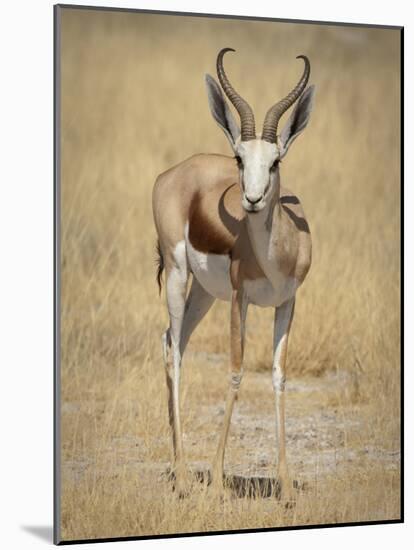 Front View of Standing Springbok, Etosha National Park, Namibia, Africa-Wendy Kaveney-Mounted Photographic Print