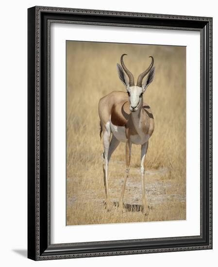Front View of Standing Springbok, Etosha National Park, Namibia, Africa-Wendy Kaveney-Framed Photographic Print