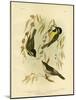 Frontal Shrike-Tit or Crested Shrike-Tit, 1891-Gracius Broinowski-Mounted Giclee Print
