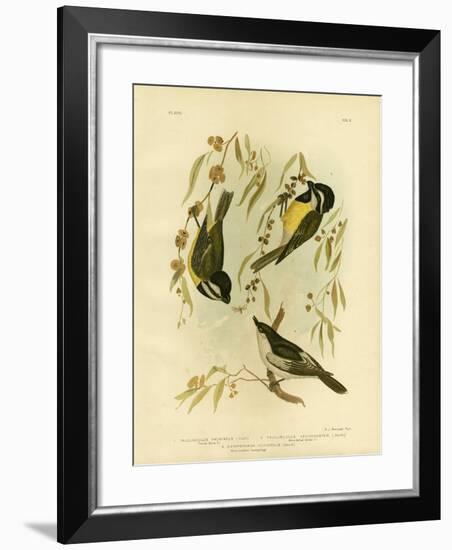 Frontal Shrike-Tit or Crested Shrike-Tit, 1891-Gracius Broinowski-Framed Giclee Print