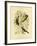 Frontal Shrike-Tit or Crested Shrike-Tit, 1891-Gracius Broinowski-Framed Giclee Print