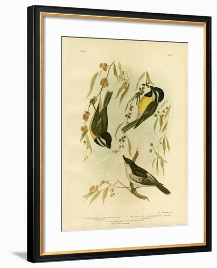 Frontal Shrike-Tit or Crested Shrike-Tit, 1891-Gracius Broinowski-Framed Giclee Print