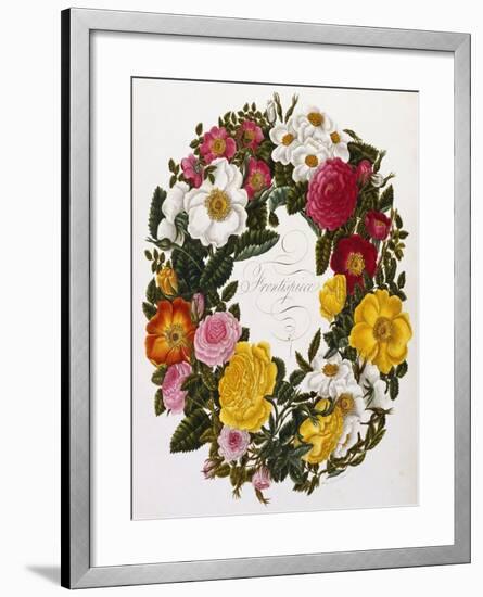 Frontispiece of Roses, Collection of Roses from Nature-Mary Lawrence-Framed Giclee Print