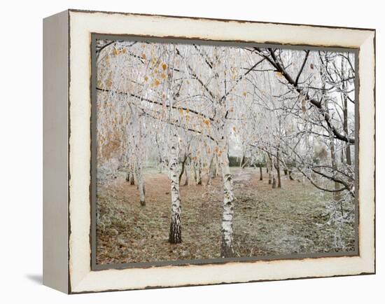 Frost-Covered Birch Trees, Town of Cakovice, Prague, Czech Republic, Europe-Richard Nebesky-Framed Premier Image Canvas