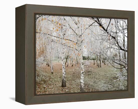Frost-Covered Birch Trees, Town of Cakovice, Prague, Czech Republic, Europe-Richard Nebesky-Framed Premier Image Canvas