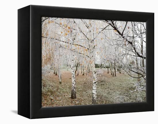 Frost-Covered Birch Trees, Town of Cakovice, Prague, Czech Republic, Europe-Richard Nebesky-Framed Premier Image Canvas