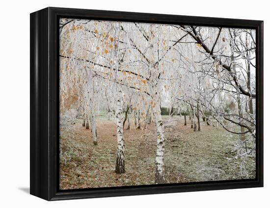 Frost-Covered Birch Trees, Town of Cakovice, Prague, Czech Republic, Europe-Richard Nebesky-Framed Premier Image Canvas