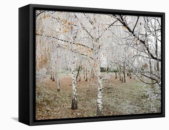 Frost-Covered Birch Trees, Town of Cakovice, Prague, Czech Republic, Europe-Richard Nebesky-Framed Premier Image Canvas