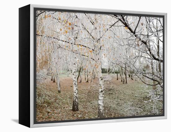 Frost-Covered Birch Trees, Town of Cakovice, Prague, Czech Republic, Europe-Richard Nebesky-Framed Premier Image Canvas