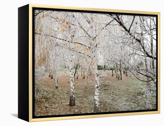 Frost-Covered Birch Trees, Town of Cakovice, Prague, Czech Republic, Europe-Richard Nebesky-Framed Premier Image Canvas