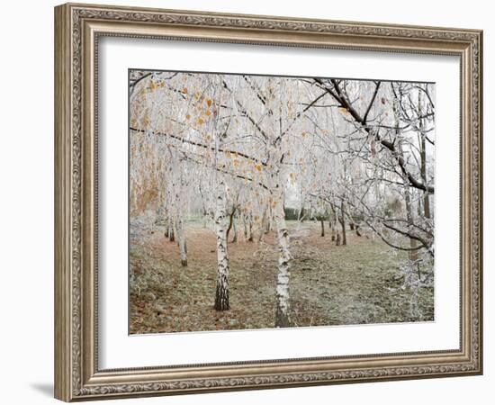 Frost-Covered Birch Trees, Town of Cakovice, Prague, Czech Republic, Europe-Richard Nebesky-Framed Photographic Print