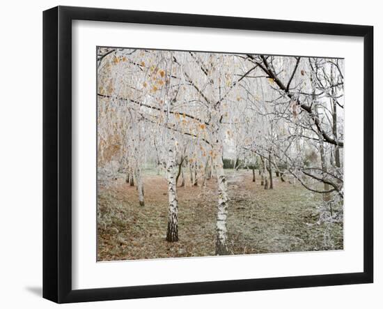 Frost-Covered Birch Trees, Town of Cakovice, Prague, Czech Republic, Europe-Richard Nebesky-Framed Photographic Print