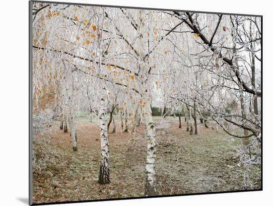 Frost-Covered Birch Trees, Town of Cakovice, Prague, Czech Republic, Europe-Richard Nebesky-Mounted Photographic Print