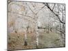 Frost-Covered Birch Trees, Town of Cakovice, Prague, Czech Republic, Europe-Richard Nebesky-Mounted Photographic Print