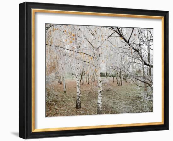 Frost-Covered Birch Trees, Town of Cakovice, Prague, Czech Republic, Europe-Richard Nebesky-Framed Photographic Print