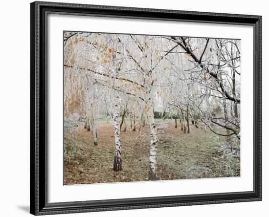 Frost-Covered Birch Trees, Town of Cakovice, Prague, Czech Republic, Europe-Richard Nebesky-Framed Photographic Print