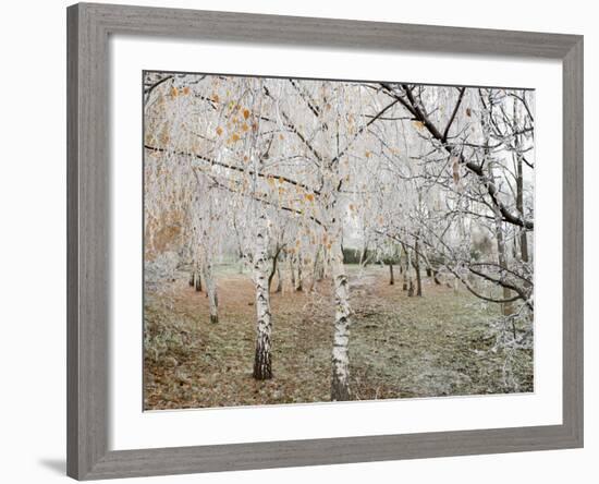 Frost-Covered Birch Trees, Town of Cakovice, Prague, Czech Republic, Europe-Richard Nebesky-Framed Photographic Print