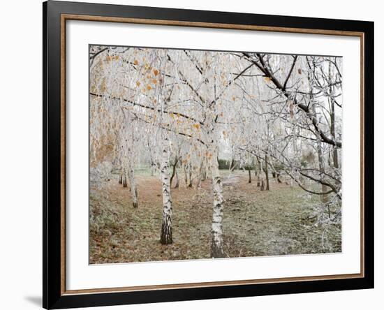 Frost-Covered Birch Trees, Town of Cakovice, Prague, Czech Republic, Europe-Richard Nebesky-Framed Photographic Print