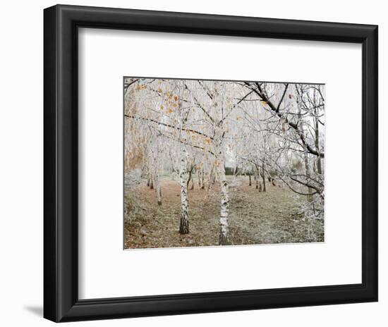 Frost-Covered Birch Trees, Town of Cakovice, Prague, Czech Republic, Europe-Richard Nebesky-Framed Photographic Print