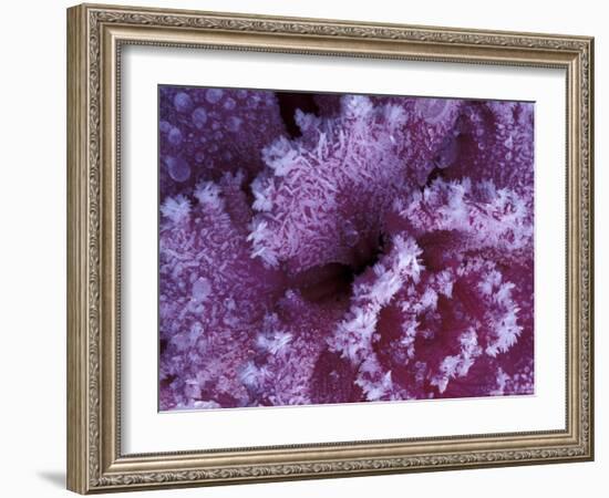 Frost-covered Cabbage-Michele Westmorland-Framed Photographic Print