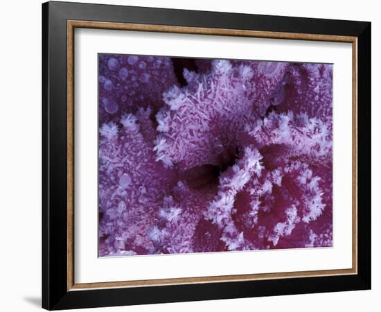 Frost-covered Cabbage-Michele Westmorland-Framed Photographic Print