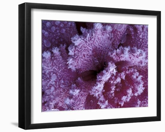 Frost-covered Cabbage-Michele Westmorland-Framed Photographic Print