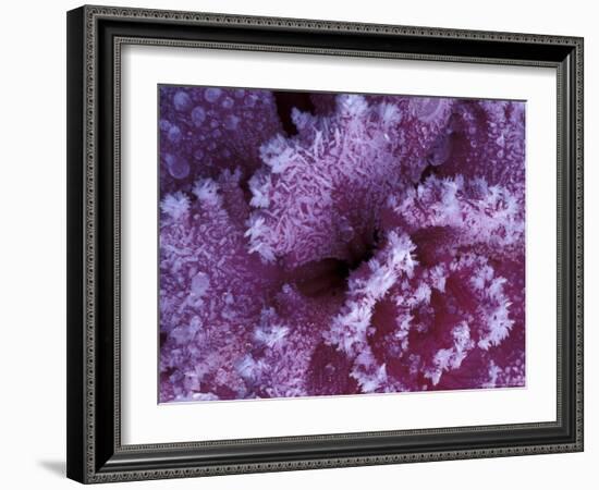 Frost-covered Cabbage-Michele Westmorland-Framed Photographic Print