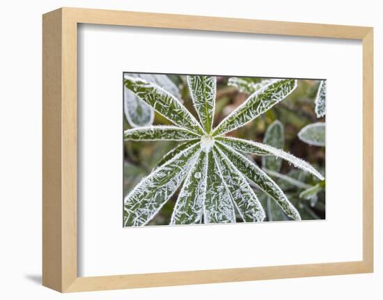 frost-covered Lupinus leaves-Waldemar Langolf-Framed Photographic Print