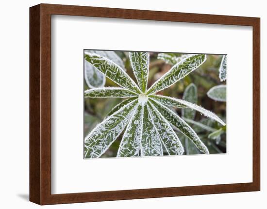 frost-covered Lupinus leaves-Waldemar Langolf-Framed Photographic Print