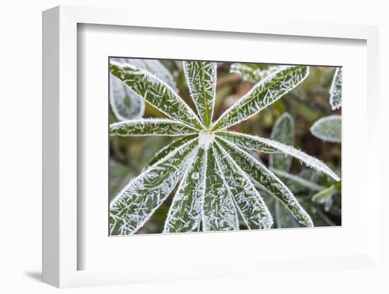 frost-covered Lupinus leaves-Waldemar Langolf-Framed Photographic Print