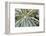 frost-covered Lupinus leaves-Waldemar Langolf-Framed Photographic Print